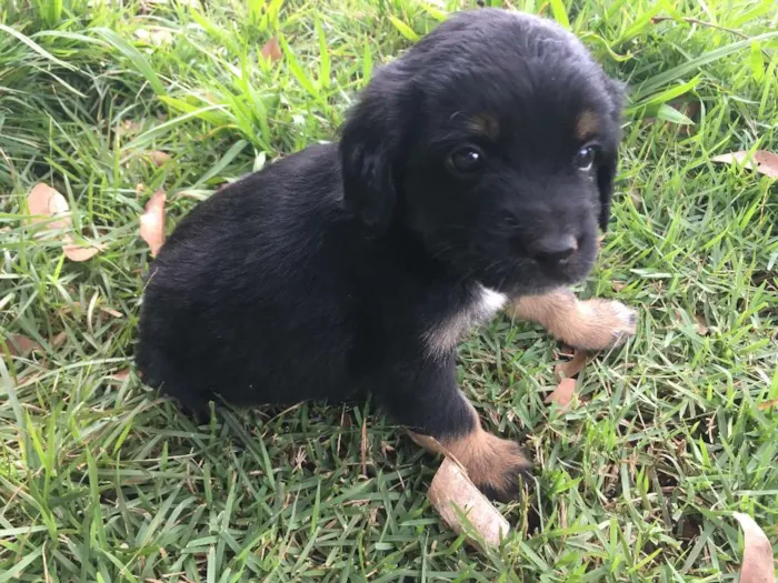 Cachorro ra a SRD idade Abaixo de 2 meses nome sem nome 