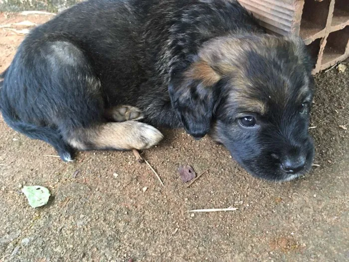 Cachorro ra a SRD idade Abaixo de 2 meses nome sem nome 