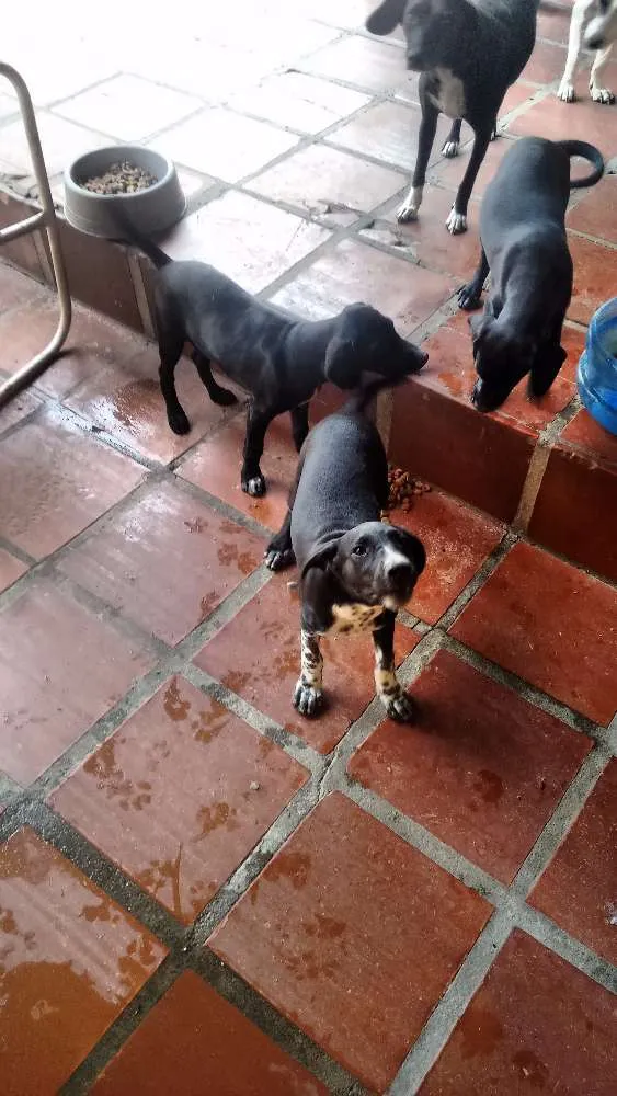 Cachorro ra a RND idade 2 a 6 meses nome Ninja,Globeleza,Pena