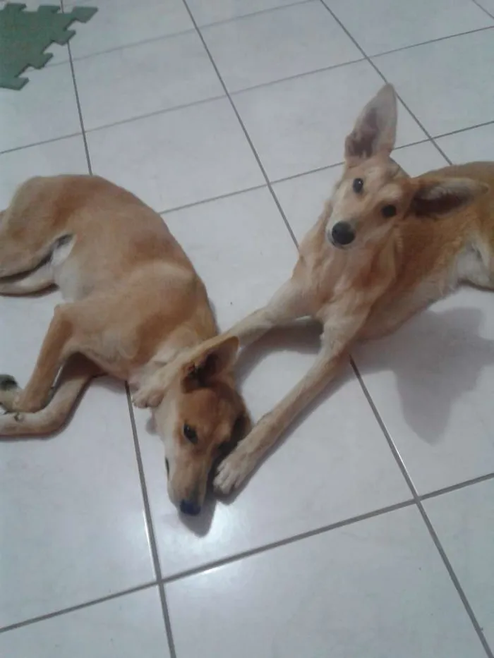 Cachorro ra a Virã lata idade 2 anos nome Dori