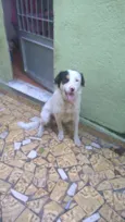 Lineu