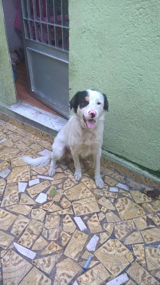 Cachorro raça vira lata idade 7 a 11 meses nome Lineu