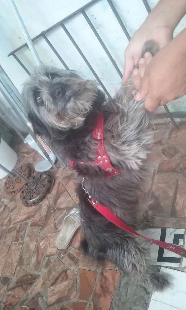 Cachorro ra a sdr idade 1 ano nome luna