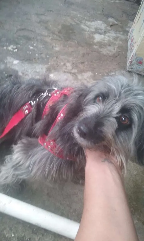 Cachorro ra a sdr idade 1 ano nome luna