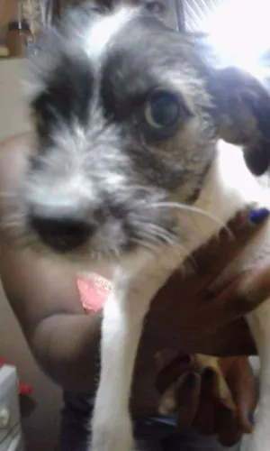 Cachorro raça Sem nome idade 2 a 6 meses nome Sem nome