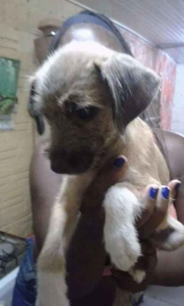 Cachorro ra a Sem nome idade 2 a 6 meses nome Sem nome