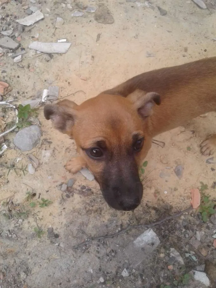 Cachorro ra a Sem nome idade 2 a 6 meses nome Sem nome