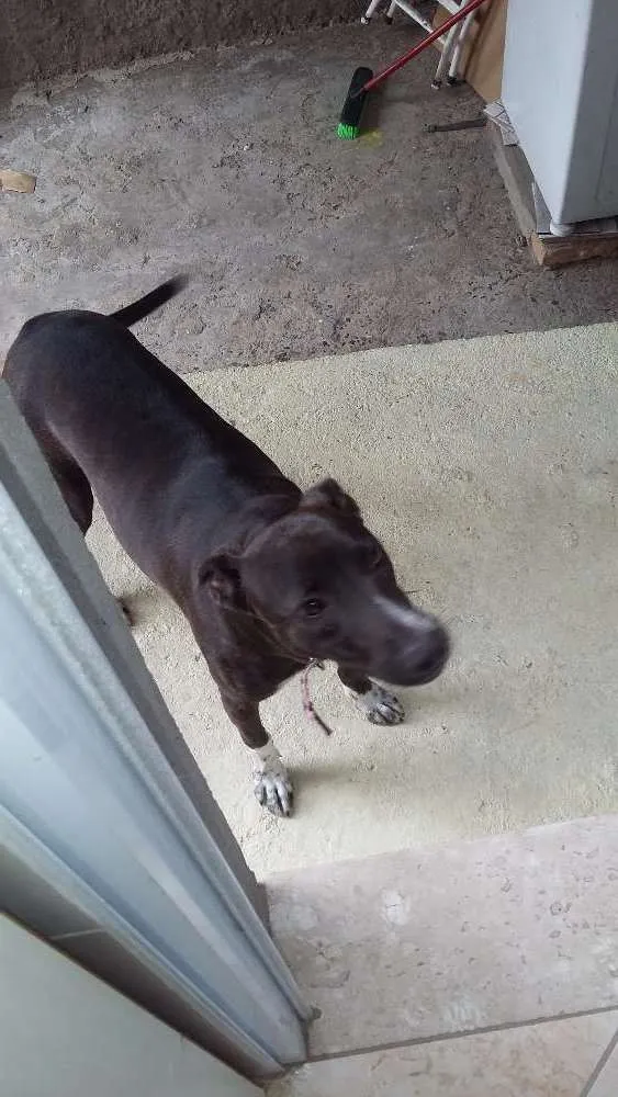 Cachorro ra a  idade 7 a 11 meses nome Pérola