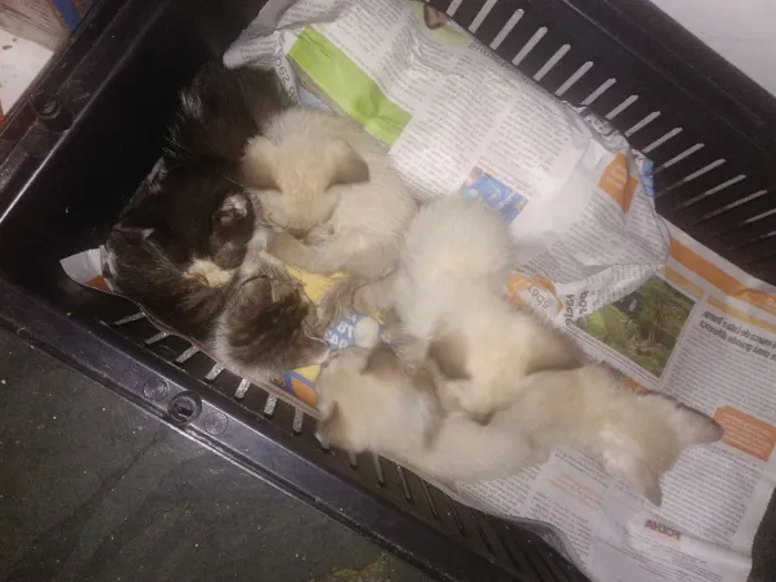 Gato ra a Vira latas idade Abaixo de 2 meses nome Sem nomes