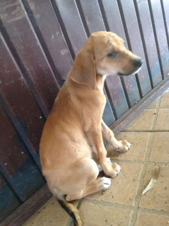 Cachorro ra a Vira lata idade 2 a 6 meses nome Mel 