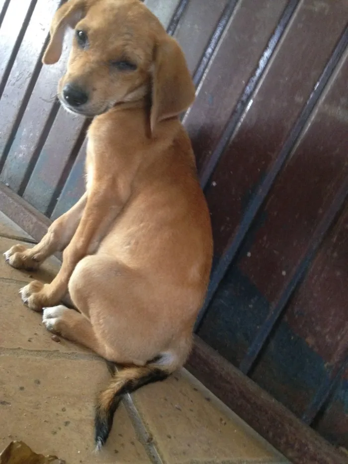 Cachorro ra a Vira lata idade 2 a 6 meses nome Mel 