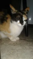 Hanna e os filhote
