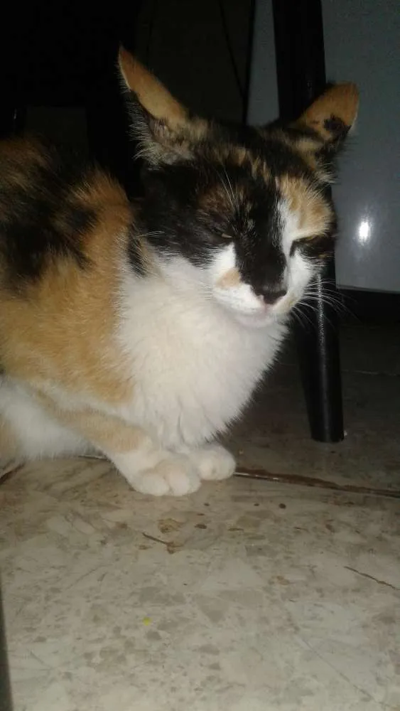 Gato ra a Vira lata idade 2 a 6 meses nome Hanna e os filhote