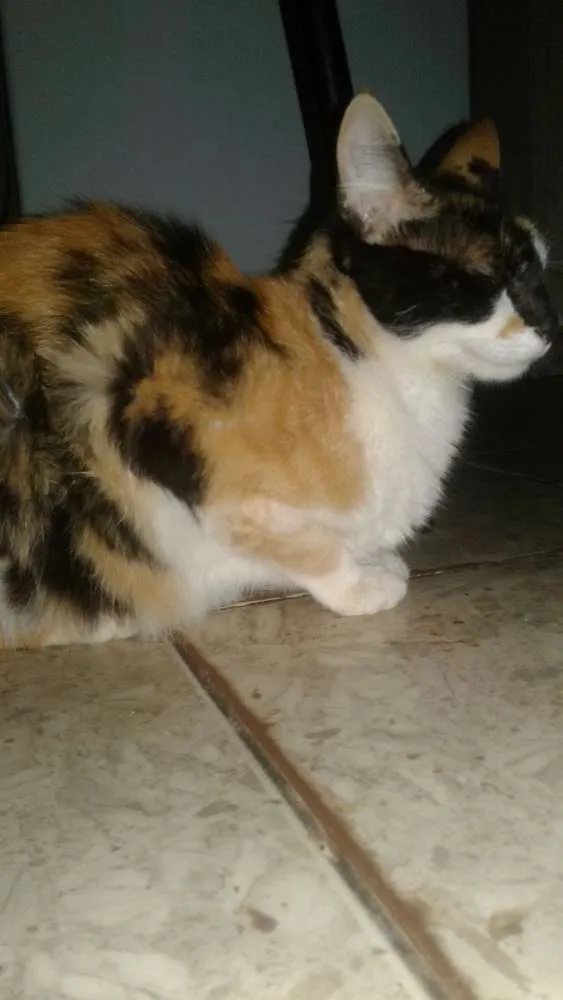 Gato ra a Vira lata idade 2 a 6 meses nome Hanna e os filhote