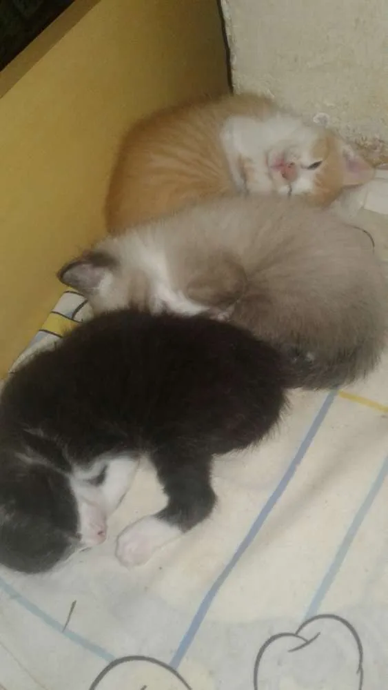 Gato ra a Vira lata idade 2 a 6 meses nome Hanna e os filhote