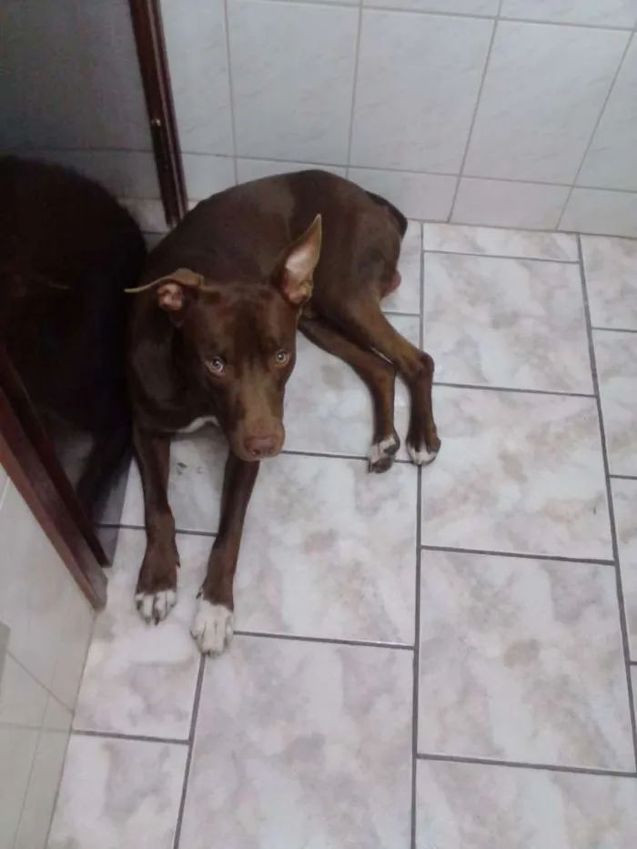 Cachorro ra a Não definida  idade 2 anos nome Lobinho