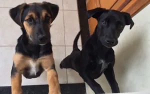 Cachorro raça  idade 7 a 11 meses nome Amora e Luna