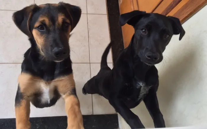 Cachorro ra a  idade 7 a 11 meses nome Amora e Luna