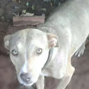 Cachorro raça Pitbull com vira lata idade 2 anos nome Fiona