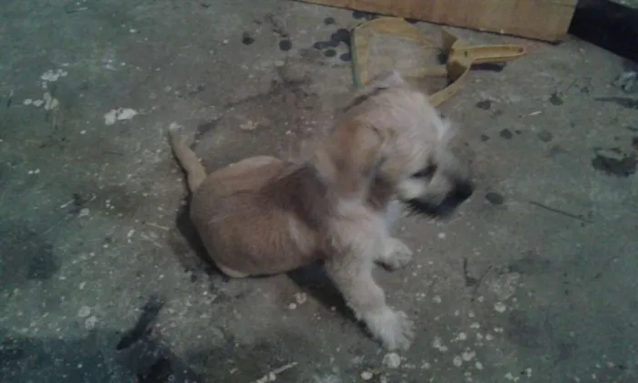 Cachorro ra a vira lata idade Abaixo de 2 meses nome IRMAOS