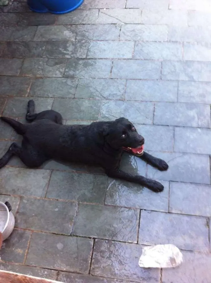 Gato ra a Labrador/Rotweiller idade 6 ou mais anos nome Urso