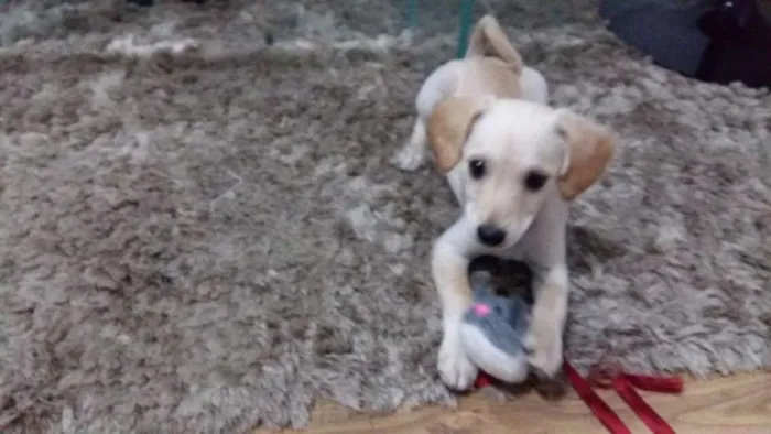 Cachorro ra a SRD idade 2 a 6 meses nome Bowie