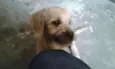 IRMAOS