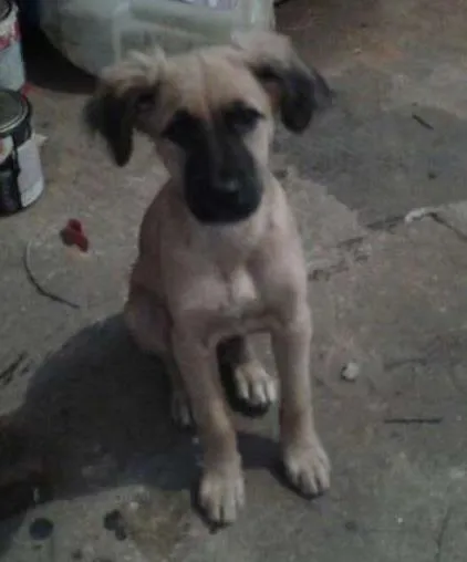 Cachorro ra a vira lata idade Abaixo de 2 meses nome IRMAOS