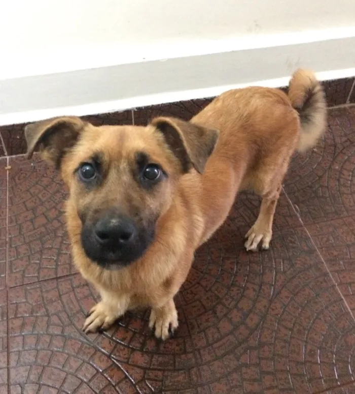 Cachorro ra a SRD idade 7 a 11 meses nome Thor
