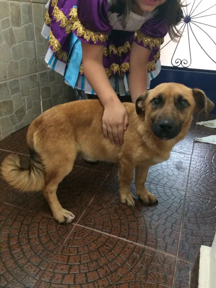 Cachorro ra a SRD idade 7 a 11 meses nome Thor