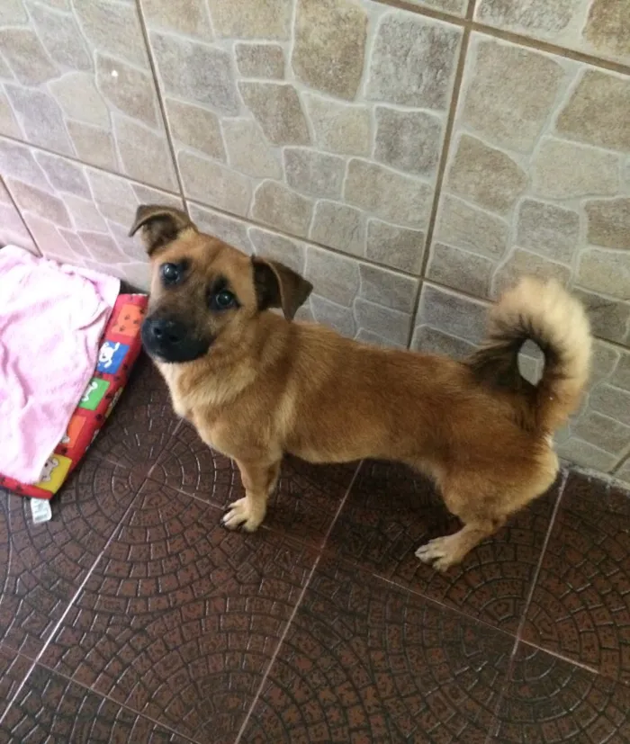 Cachorro ra a SRD idade 7 a 11 meses nome Thor