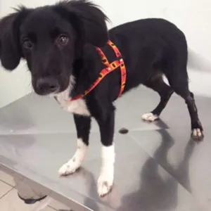 Cachorro raça srd idade 7 a 11 meses nome luk