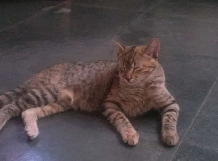 Gato ra a Sem  idade 7 a 11 meses nome Zara