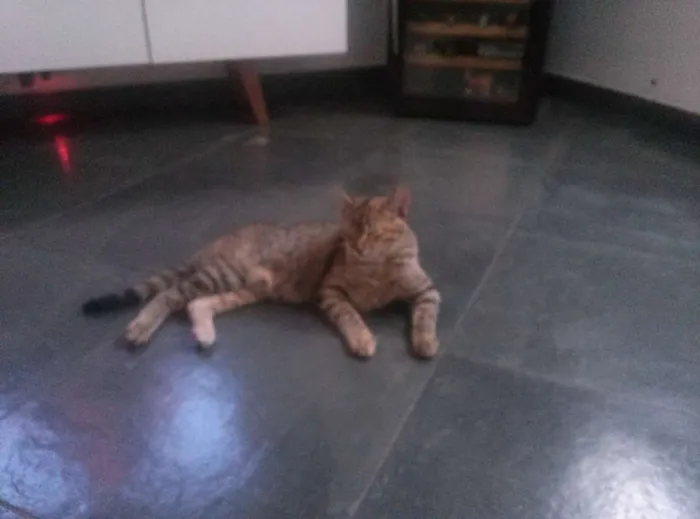 Gato ra a Sem  idade 7 a 11 meses nome Zara