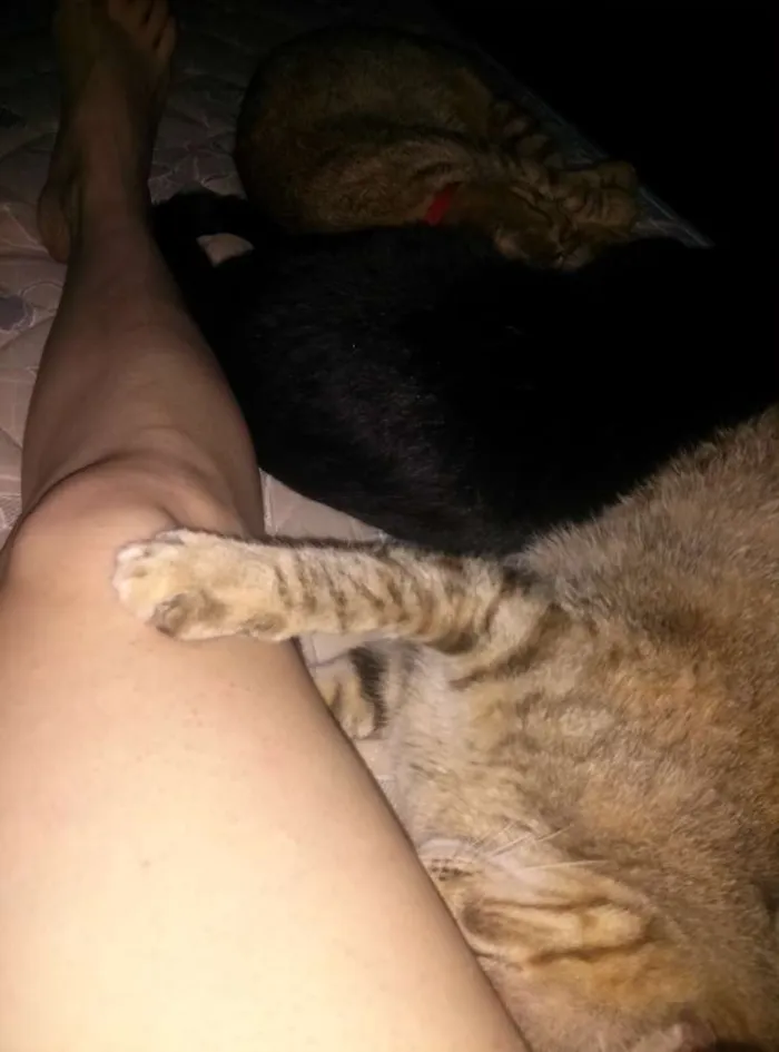 Gato ra a Sem  idade 7 a 11 meses nome Zara