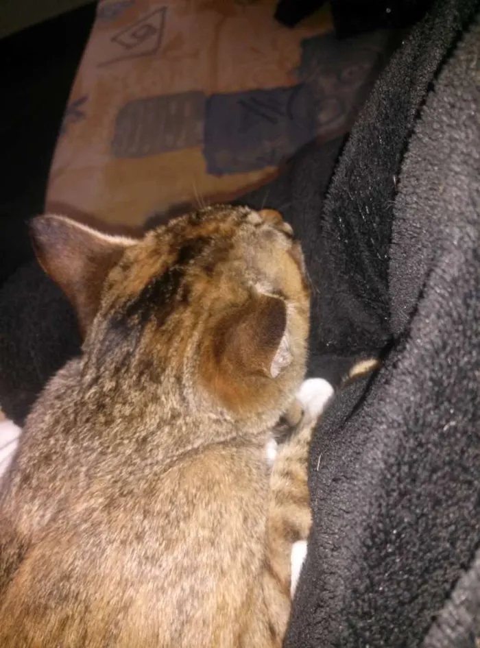 Gato ra a Sem  idade 7 a 11 meses nome Zara