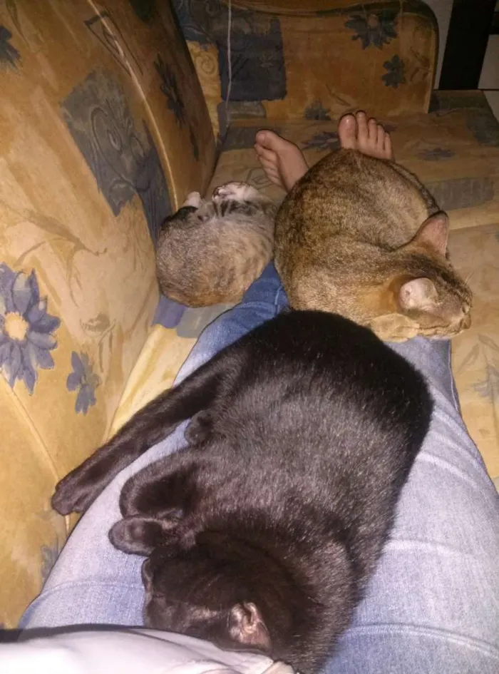 Gato ra a Sem  idade 7 a 11 meses nome Zara