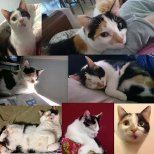 Gato raça SRD idade 4 anos nome Belinha