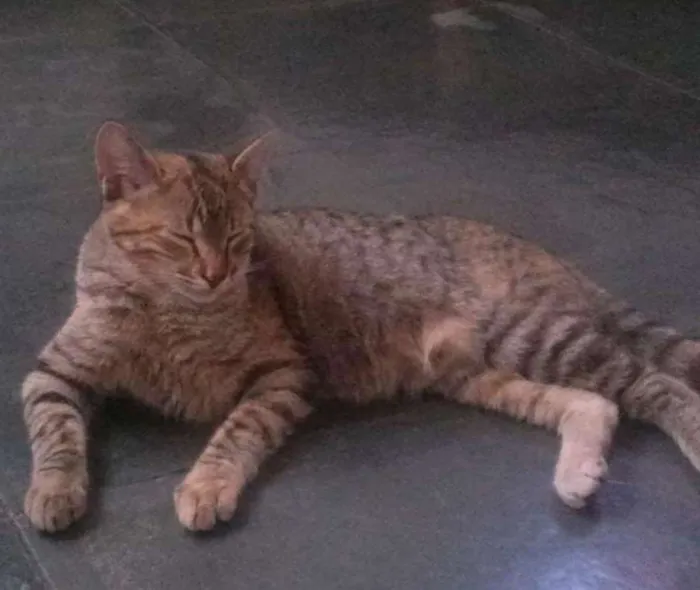 Gato ra a Sem  idade 7 a 11 meses nome Zara