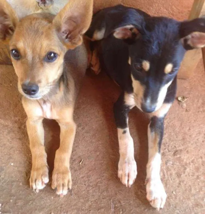 Cachorro ra a srd idade 2 a 6 meses nome sem nome