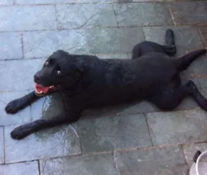 Gato raça Labrador/Rotweiller idade 6 ou mais anos nome Urso