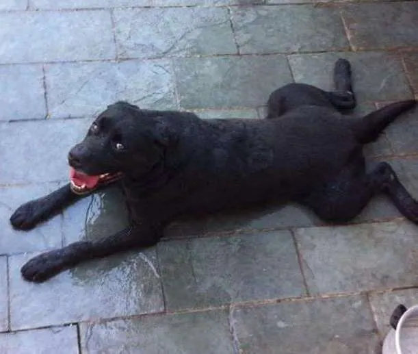 Gato ra a Labrador/Rotweiller idade 6 ou mais anos nome Urso