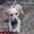 Bowie