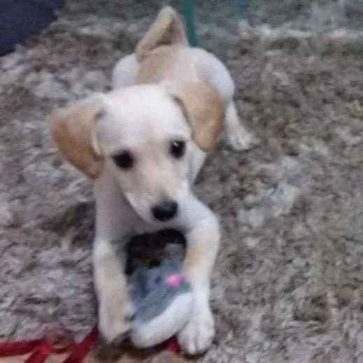 Cachorro ra a SRD idade 2 a 6 meses nome Bowie