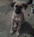 IRMAOS