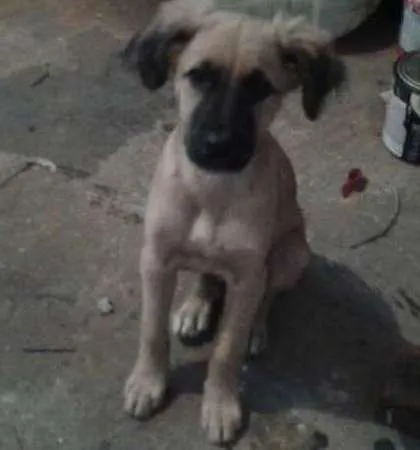 Cachorro ra a vira lata idade Abaixo de 2 meses nome IRMAOS