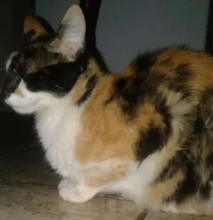 Gato raça Vira lata idade 2 a 6 meses nome Hanna e os filhote