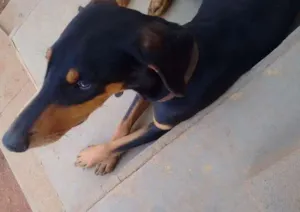 Cachorro raça Doberman idade 7 a 11 meses nome Sadam