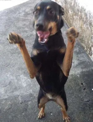 Cachorro raça Raça não definida idade 2 anos nome Pretinha