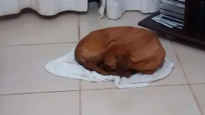 Cachorro ra a SRD idade 5 anos nome Dexter